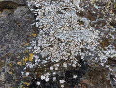 Dermatocarpon miniatum