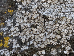 Dermatocarpon miniatum