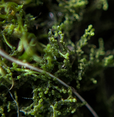 Cephaloziella