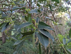 Ficus pertusa