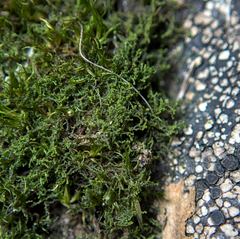 Cephaloziella