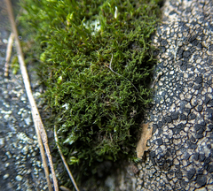 Cephaloziella