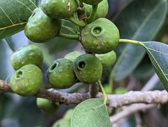 Ficus pertusa