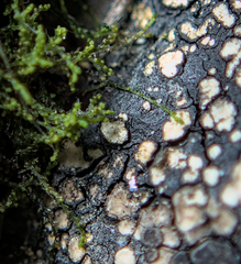 Cephaloziella