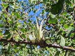 Tillandsia achyrostachys