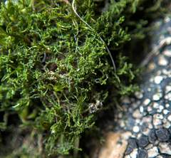 Cephaloziella