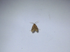 Lophocampa
