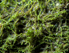 Cephaloziella