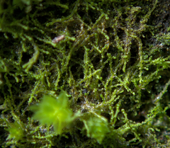 Cephaloziella