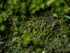 Cephaloziella