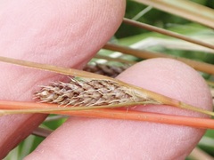 Carex buchananii