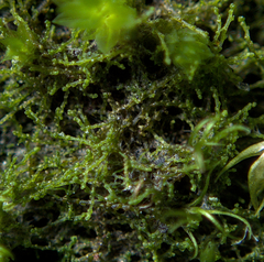 Cephaloziella