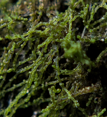 Cephaloziella