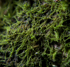 Cephaloziella