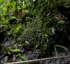 Cephaloziella