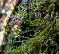 Cephaloziella