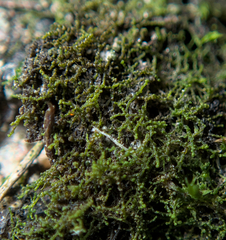 Cephaloziella