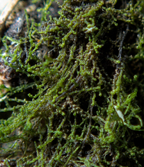 Cephaloziella