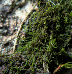 Cephaloziella
