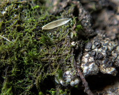Cephaloziella