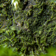 Cephaloziella