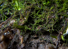 Cephaloziella