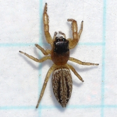 Marpissa grata