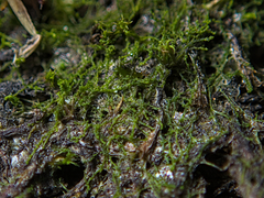 Cephaloziella