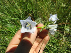Campanula barbata