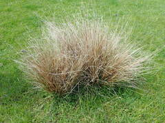 Carex buchananii