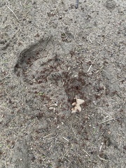 Pogonomyrmex barbatus