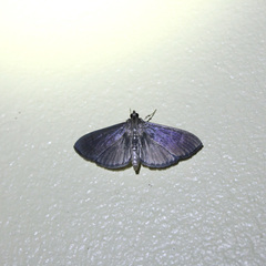 Ceratocilia