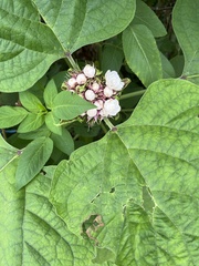 Clerodendrum chinense