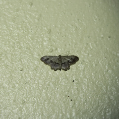 Idaea gospera