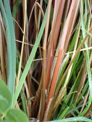 Carex buchananii