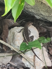 Sceloporus chrysostictus