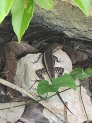 Sceloporus chrysostictus