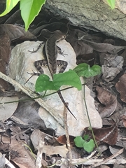 Sceloporus chrysostictus