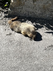 Marmota