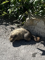 Marmota