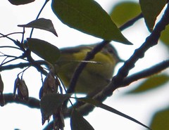 Leiothlypis ruficapilla