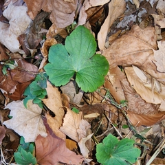 Ranunculus recurvatus