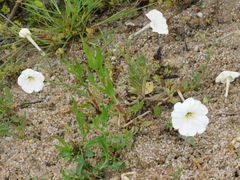 Petunia axillaris