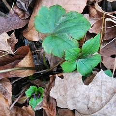 Ranunculus recurvatus