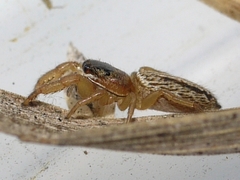 Marpissa grata