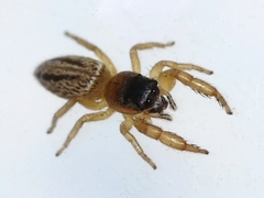 Marpissa grata