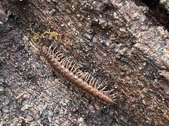 Pseudopolydesmus