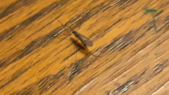 Nematocera