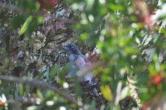 Aphelocoma californica