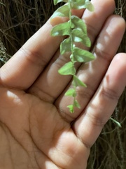 Nephrolepis exaltata